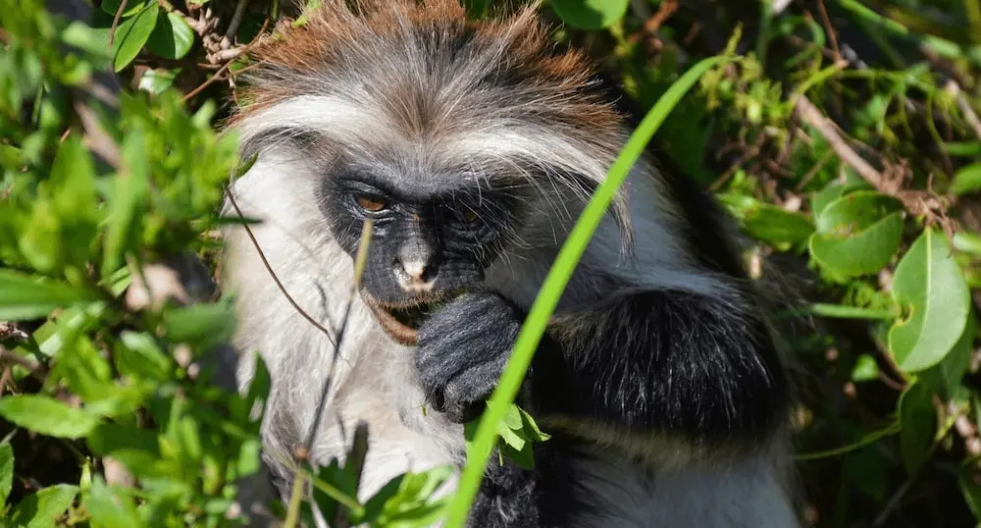 Mandarin Resort Zanzibar