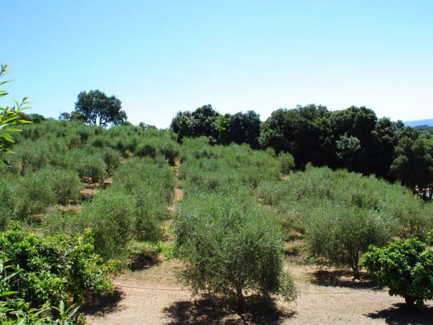 Rutili - Josee (CTN255)