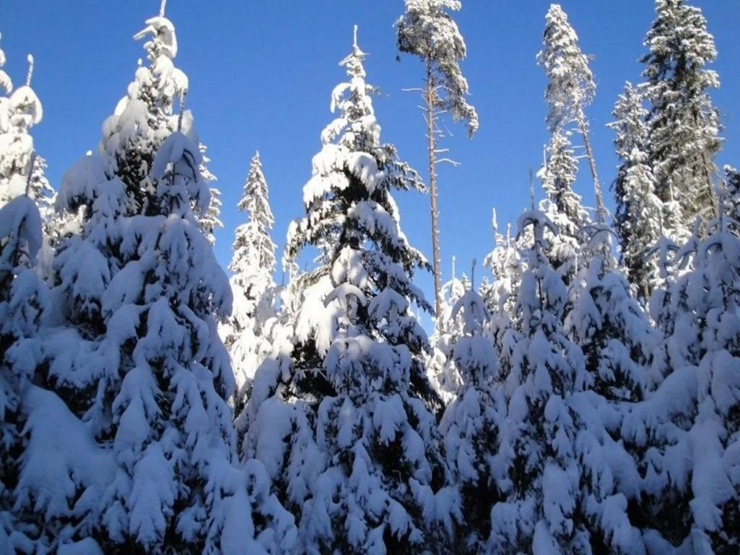 Apartment in Neuhaus Near Petzen Ski Area