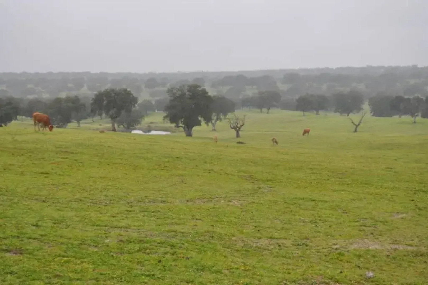 La Casilla de Nuño Gómez
