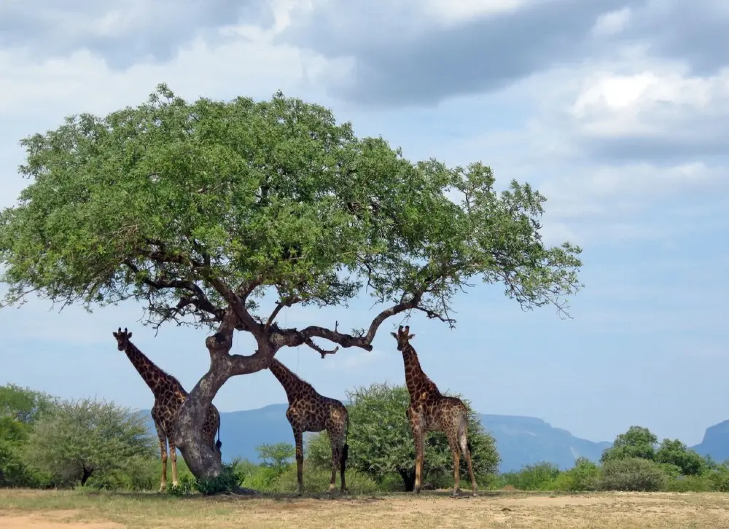 Wild Dogs Safari Lodge