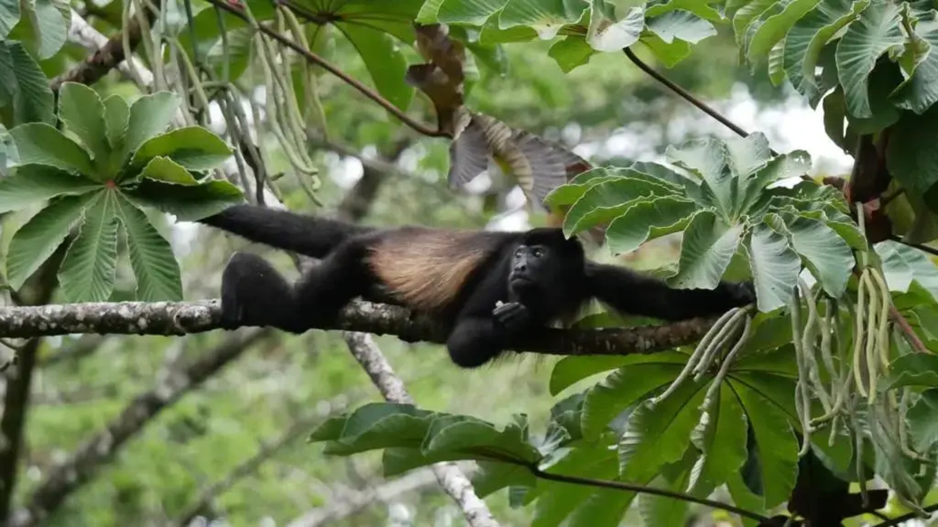 La Ceiba Tree Lodge