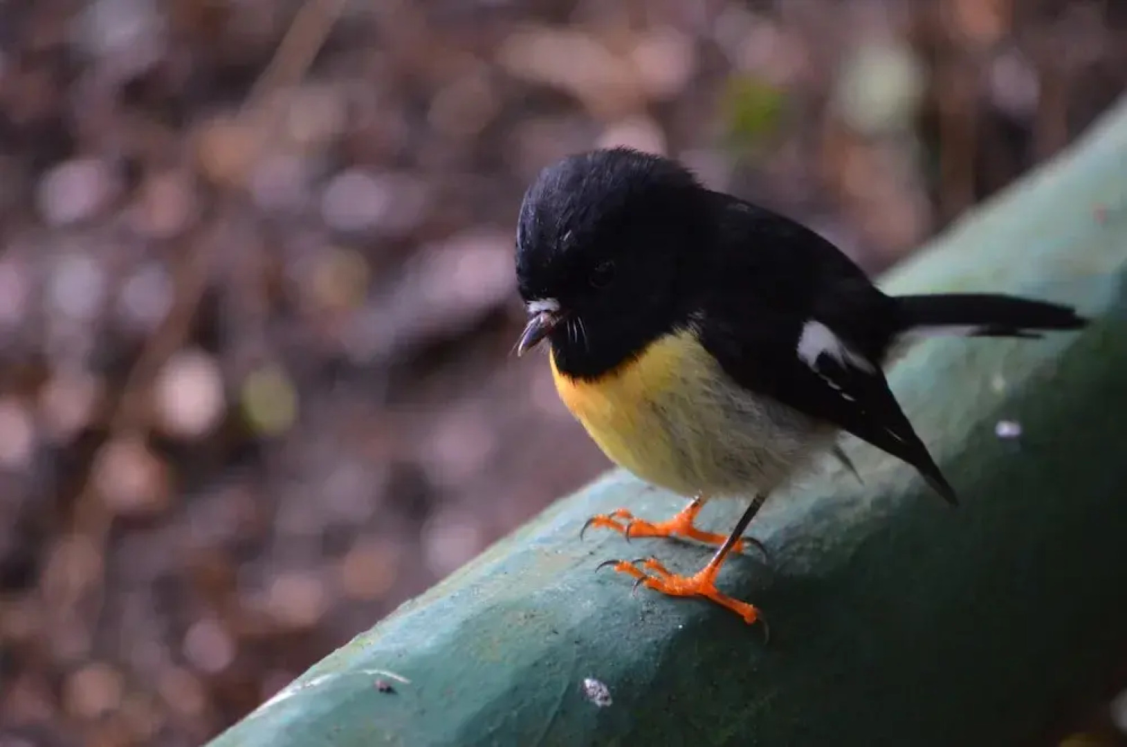 The Cloan At The Catlins
