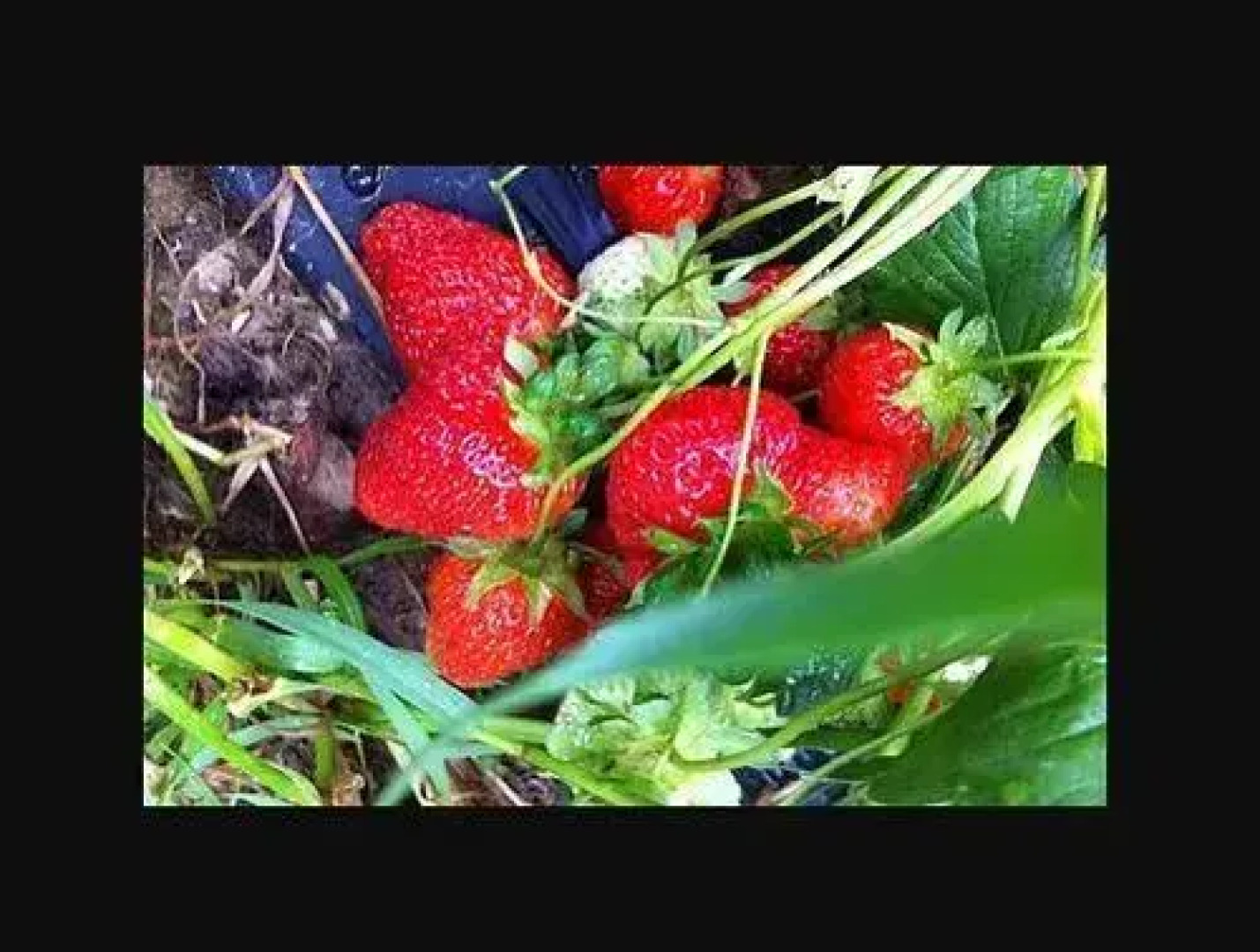 Country Road House and Berries