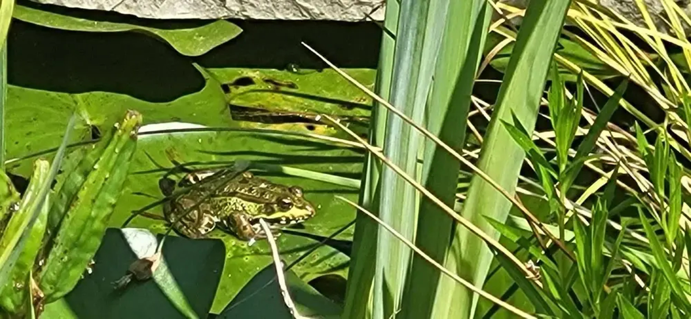Room-terrace of the Friends of Visé