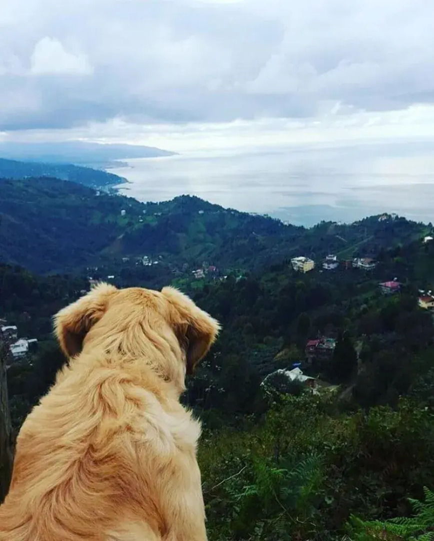 Tepedebiyer Restoran & Bungalov