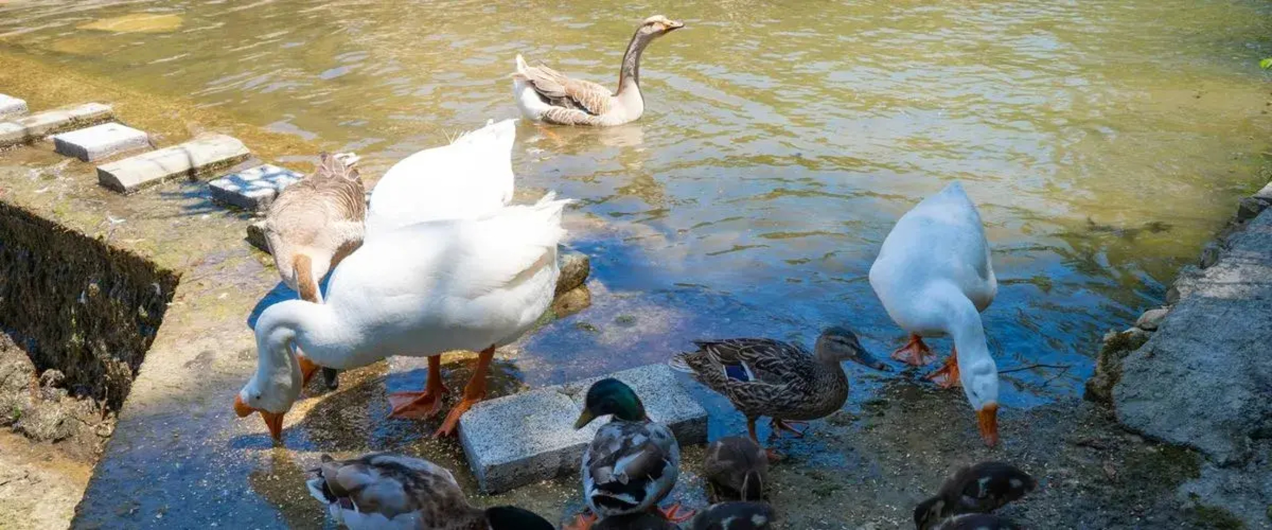 Sosyete Cobani Dogal Yasam Oteli