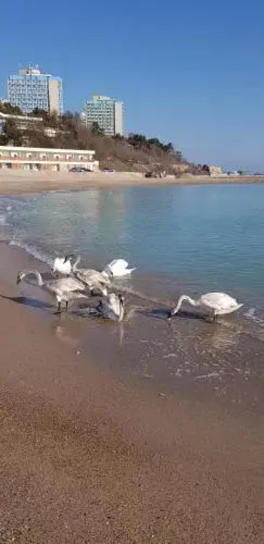 Apartament lux Albert