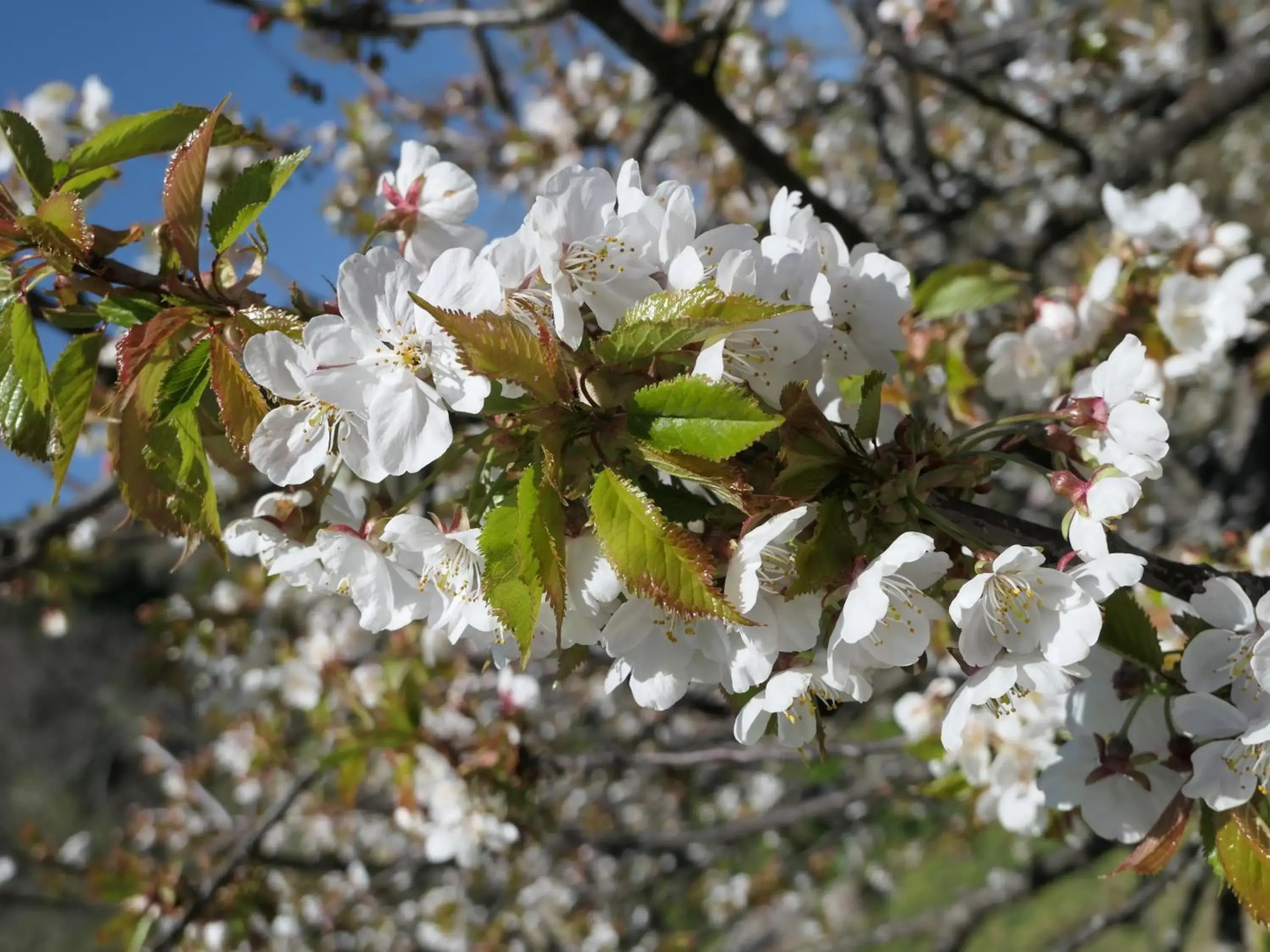 Puente Canto de Gredos
