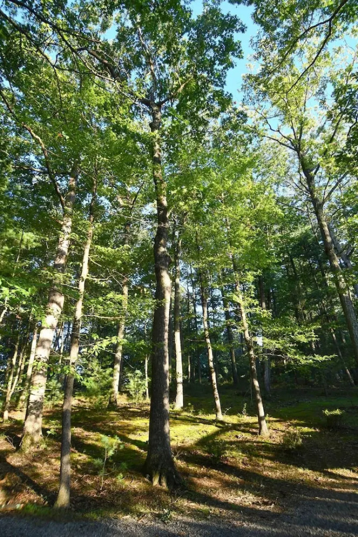 The Outlook - A Majestic View!