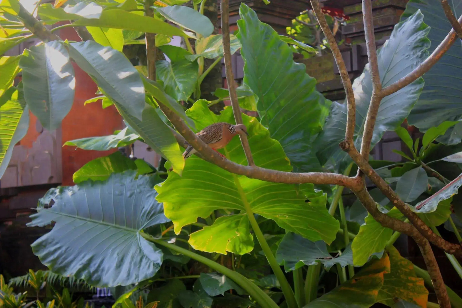 Ubud Cottages Malang