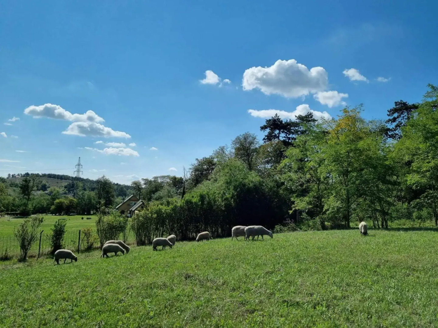Pilikán Apartments - Park - Vineyard & Sheep farm