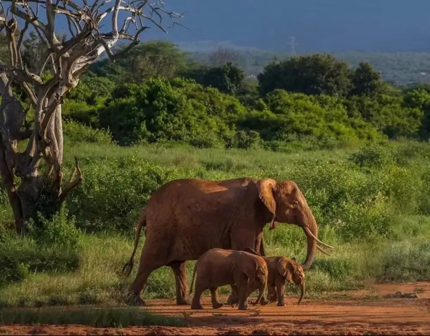 Sinharaja Park Hotel