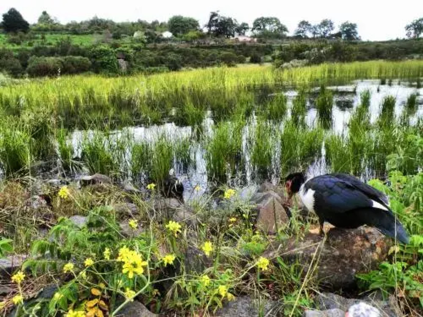 Las Calas de Valleseco