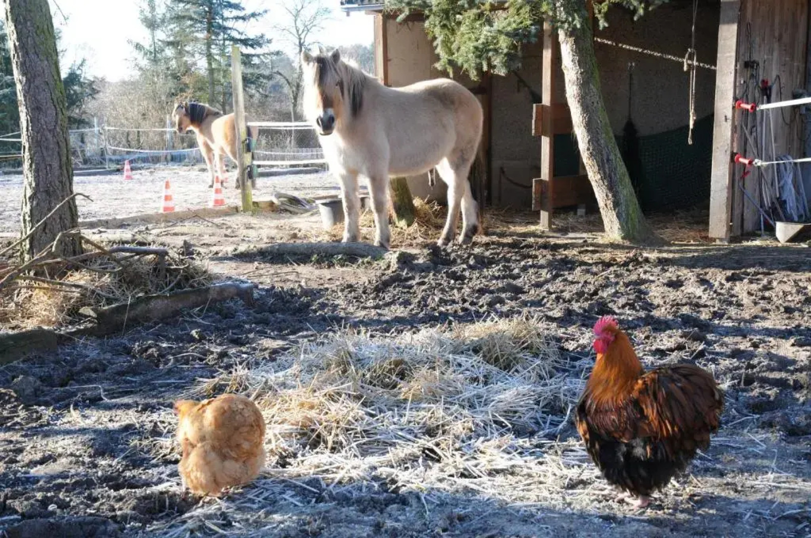 Mirabellenhof - Kleine Ferienwohnung mit Altstadtblick