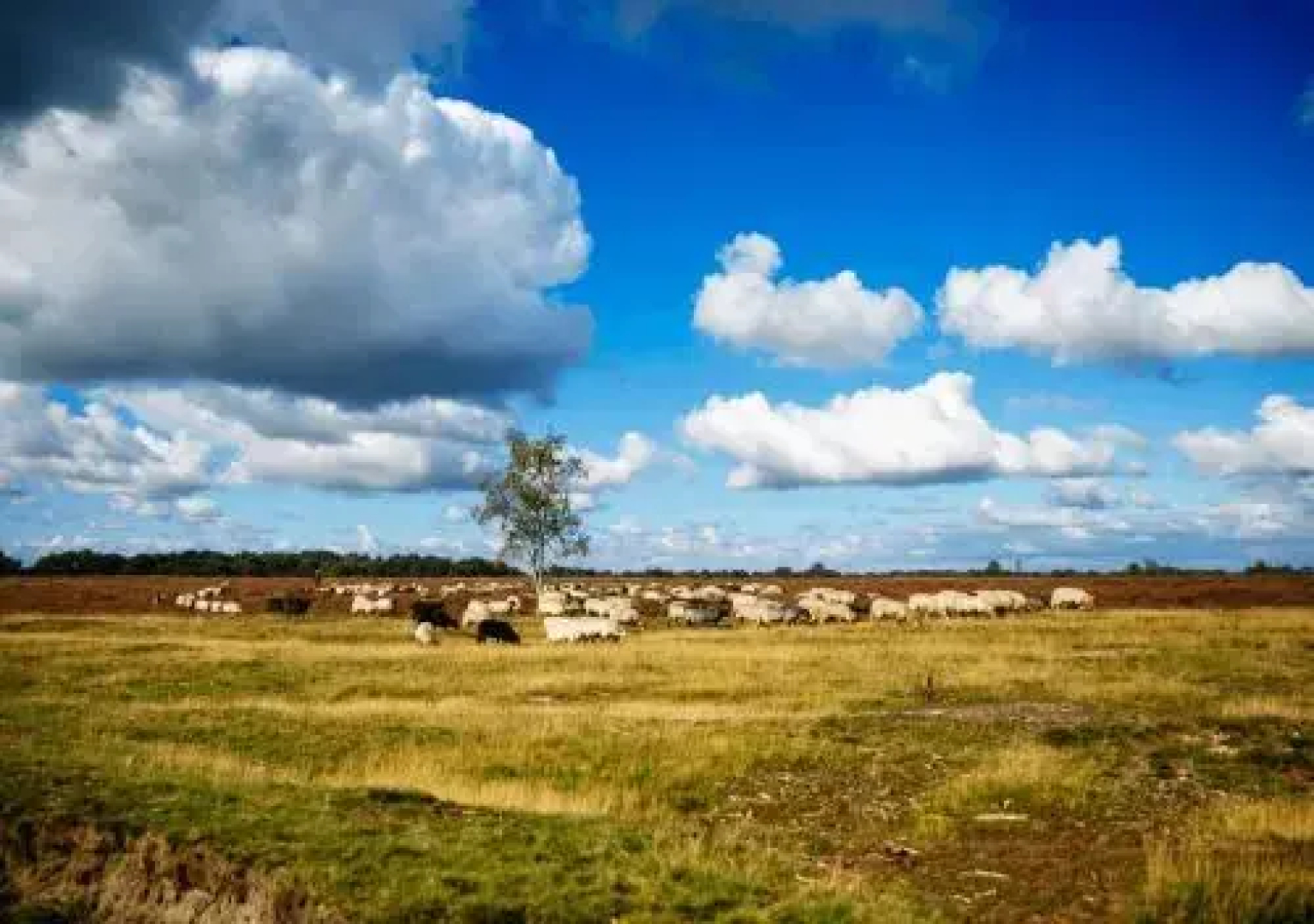 Buitenherberg ter Linde