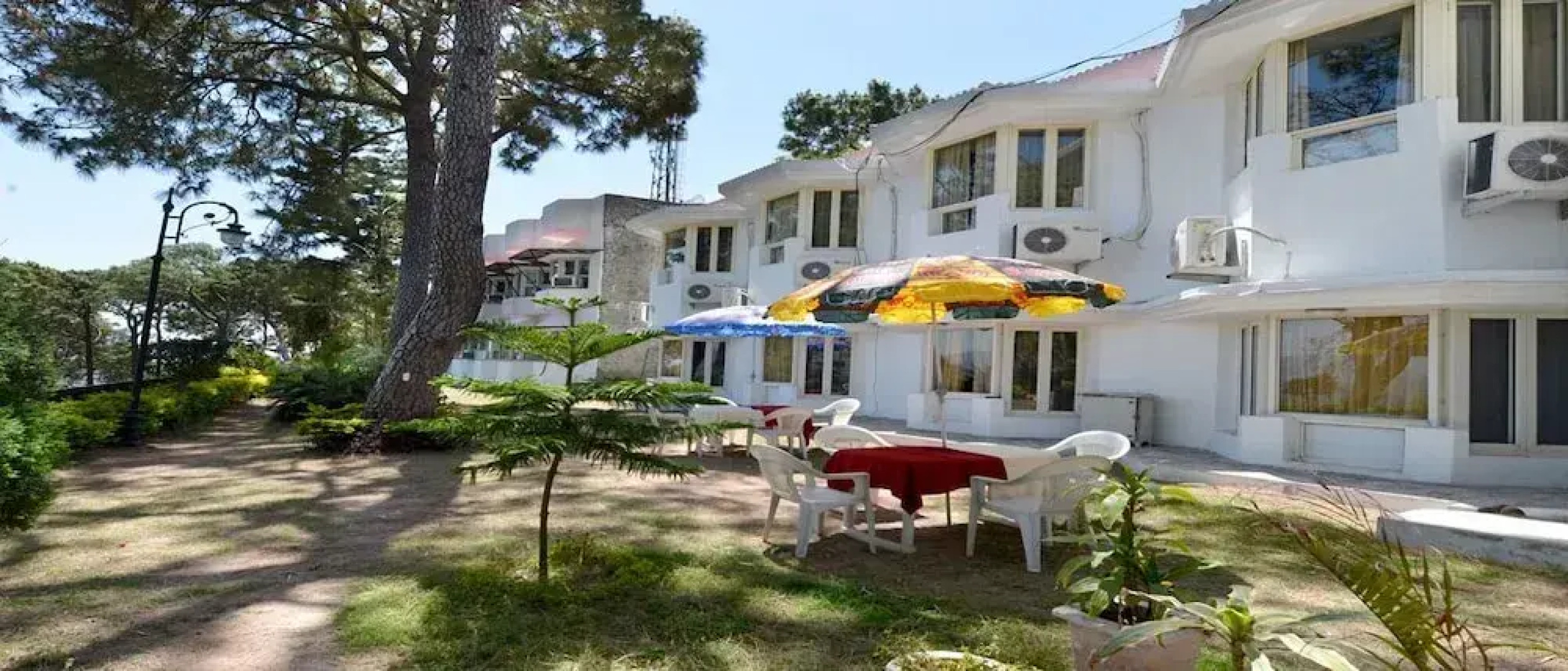 Mountain Quail Morni