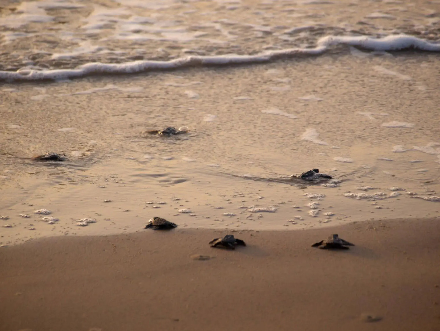 Mundo Milo Eco Lodge