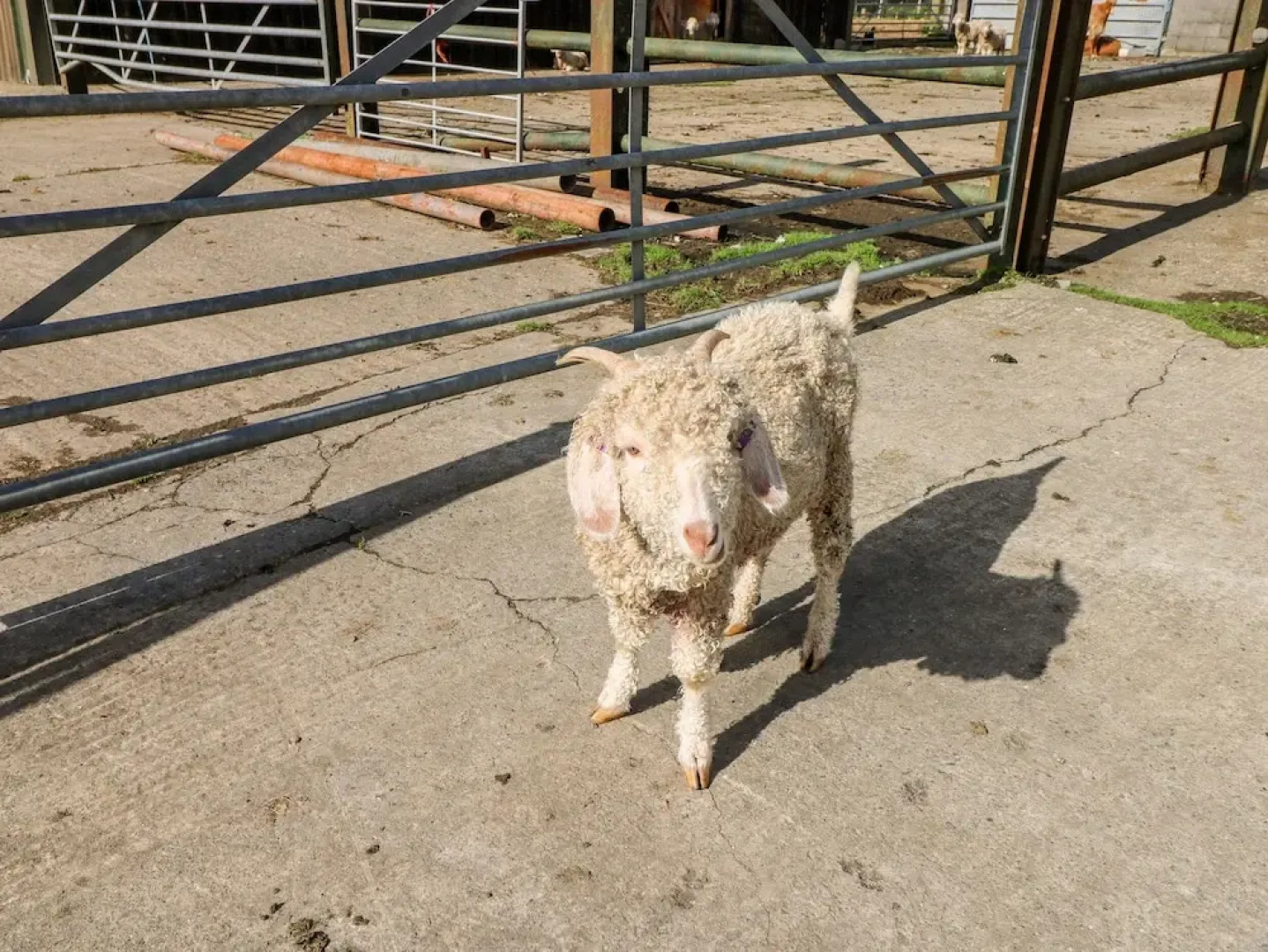 Saddlers Cottage, Berllandeg Farm