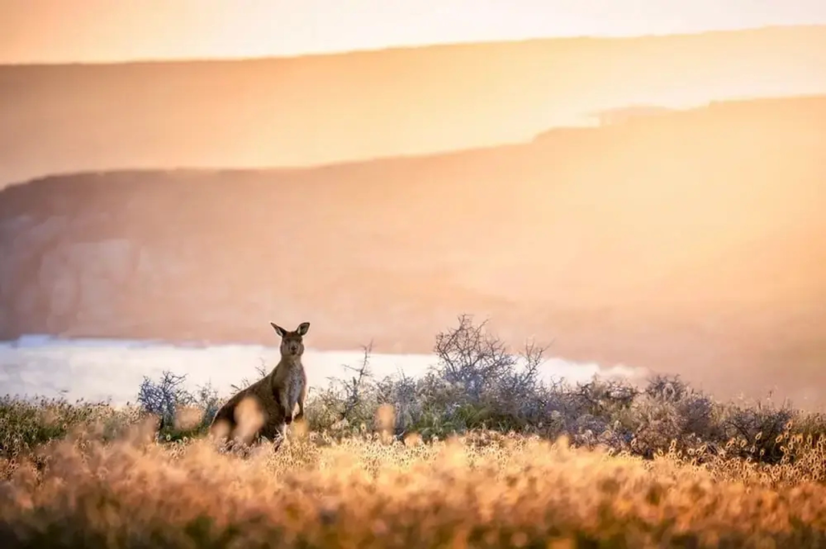 Unwind Kangaroo Island Dreaming