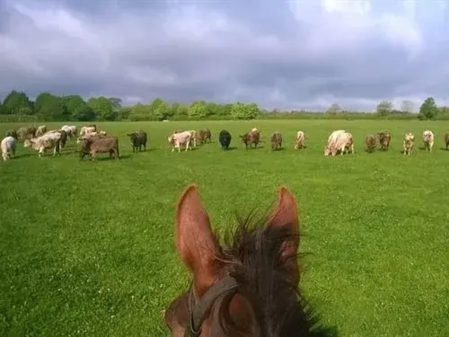 Stable Cottage - Battens Farm