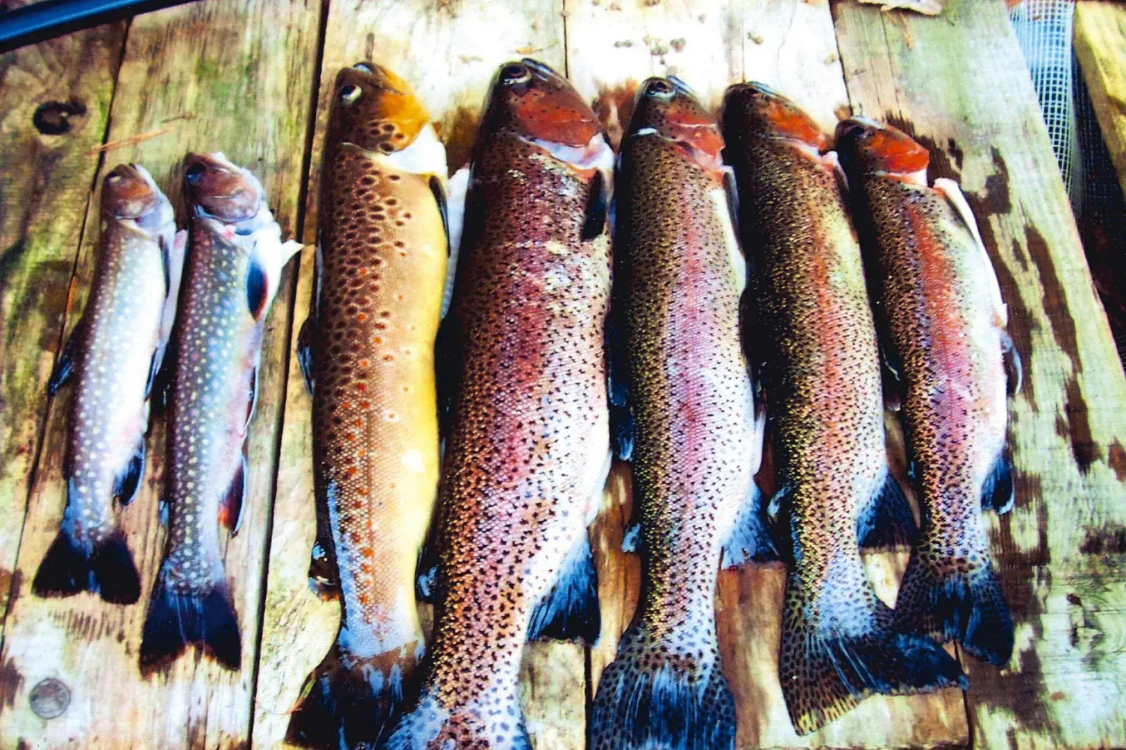 Apartment in Alsace With Private Terrace
