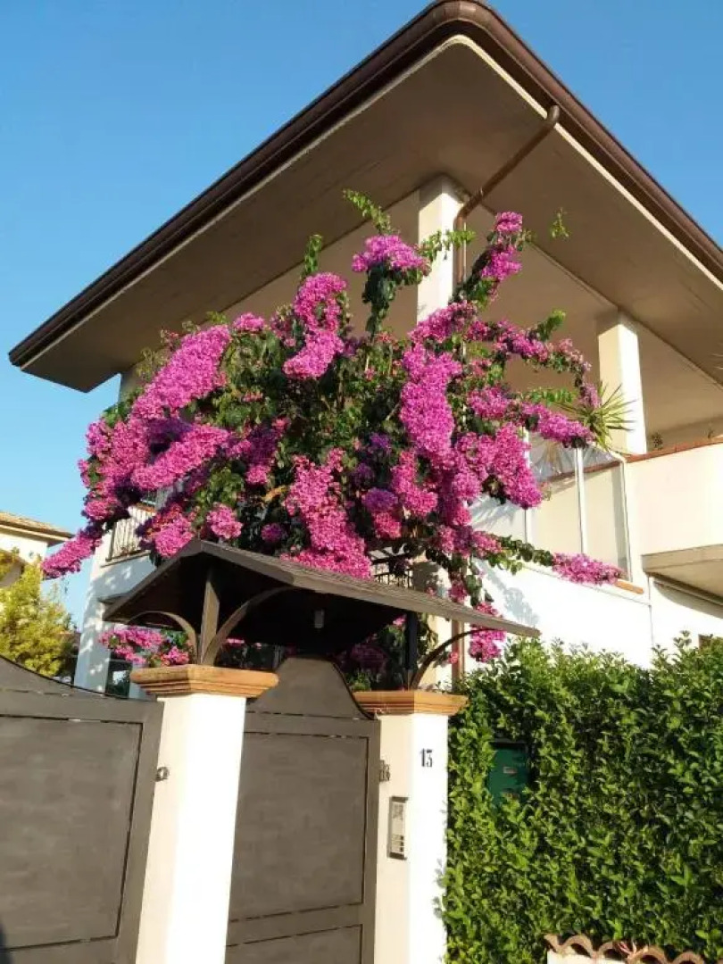 La Bouganville di Sante e Rosa