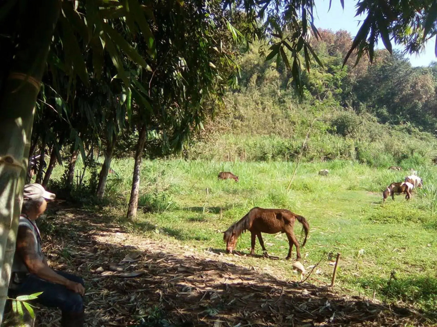 Phu Chaisai Chiang Rai Mountain Resort