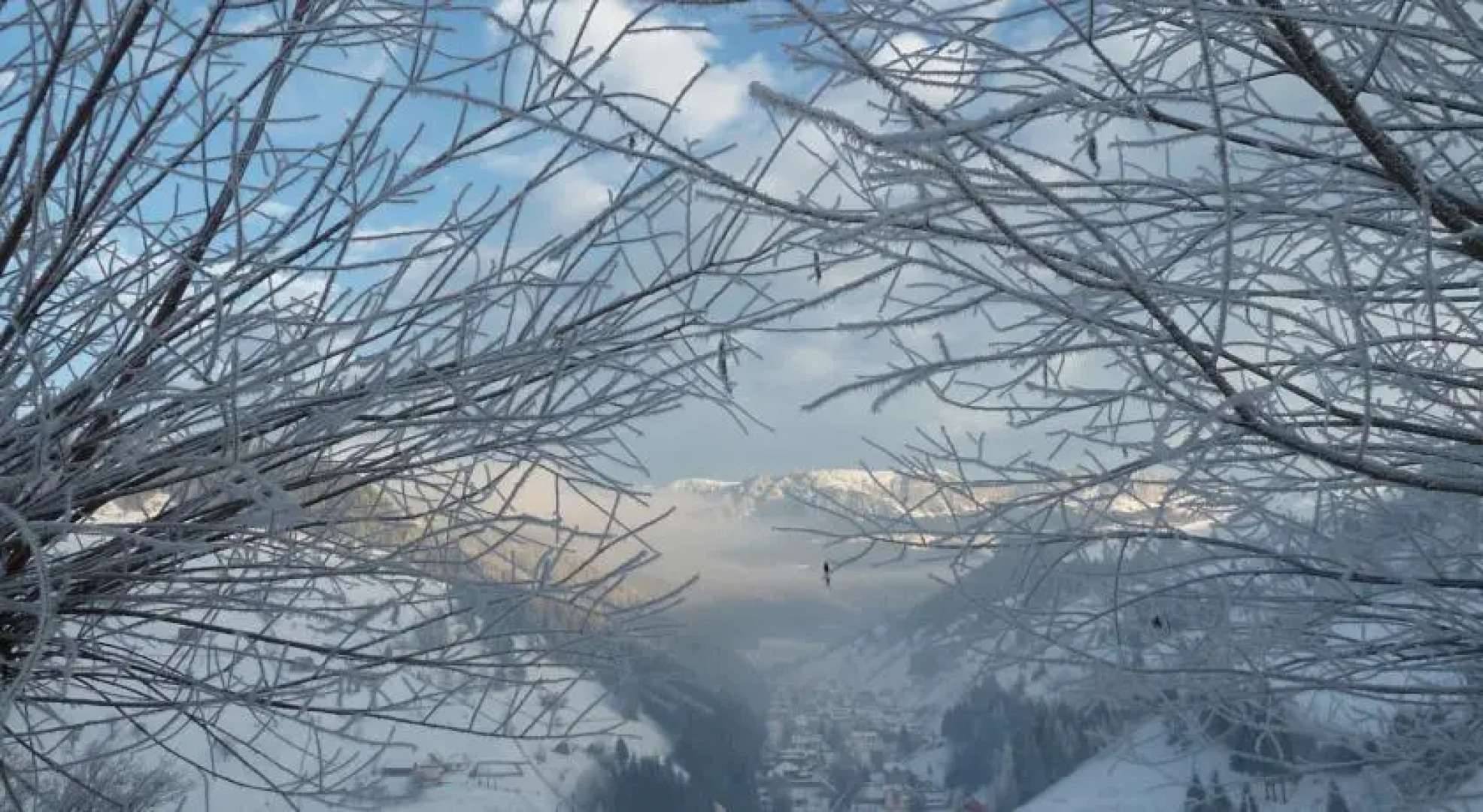 Cabana Bradul Moieciu