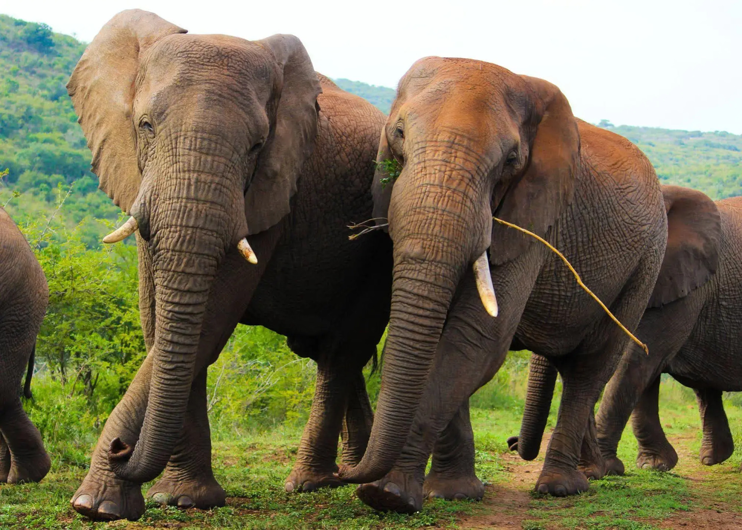 Thula Thula Game Lodge