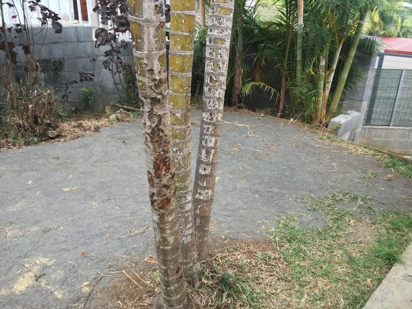 House With 2 Bedrooms in Le Tampon , With Wonderful sea View and Enclo