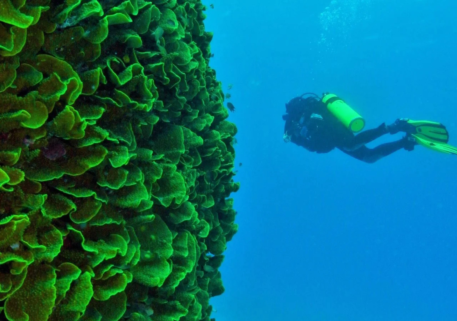 Mai Dive Astrolabe Reef Resort