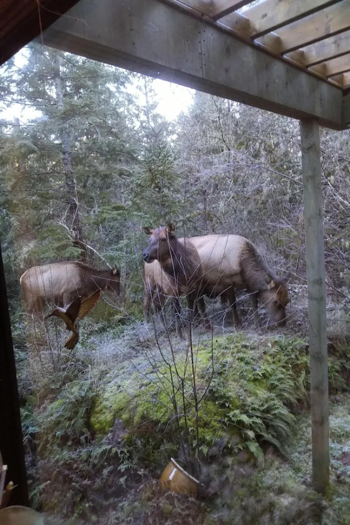The Cabin at Moon Dance