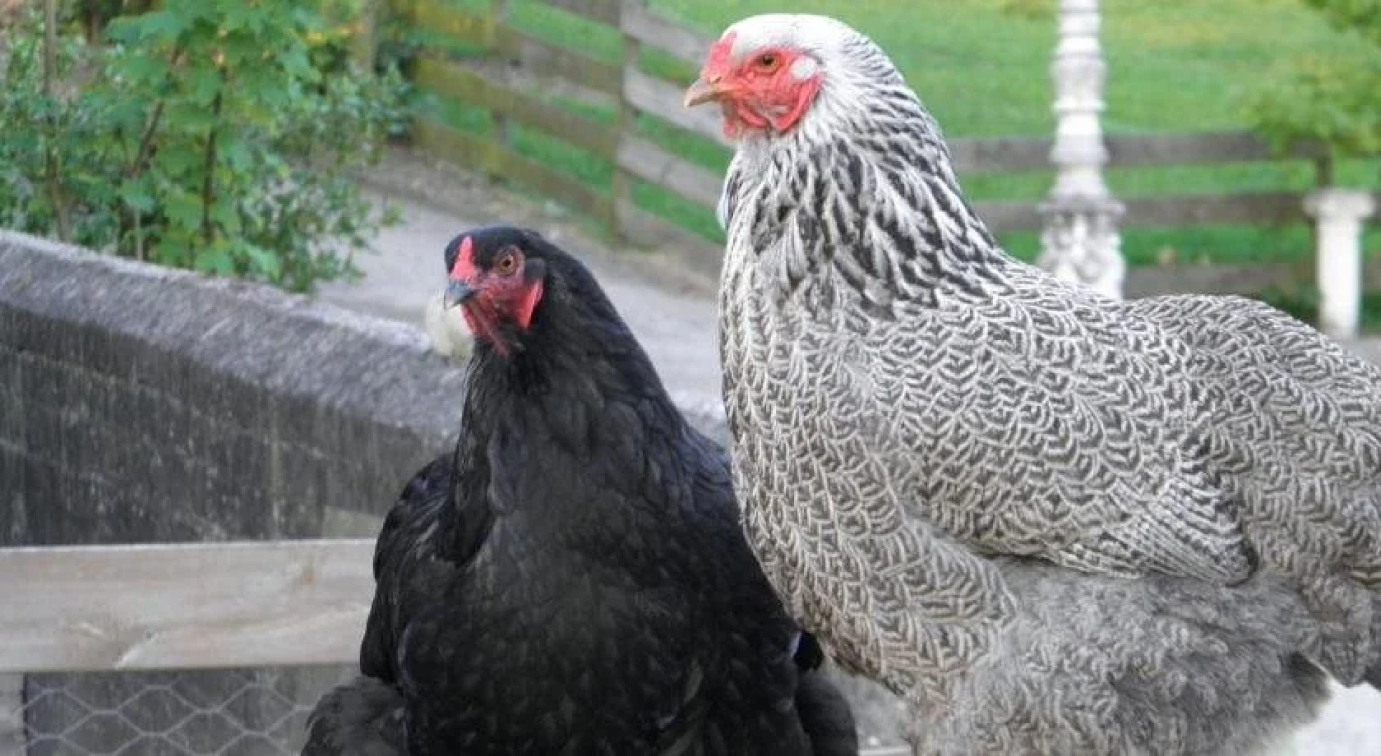 Boerderij de Zellebergen