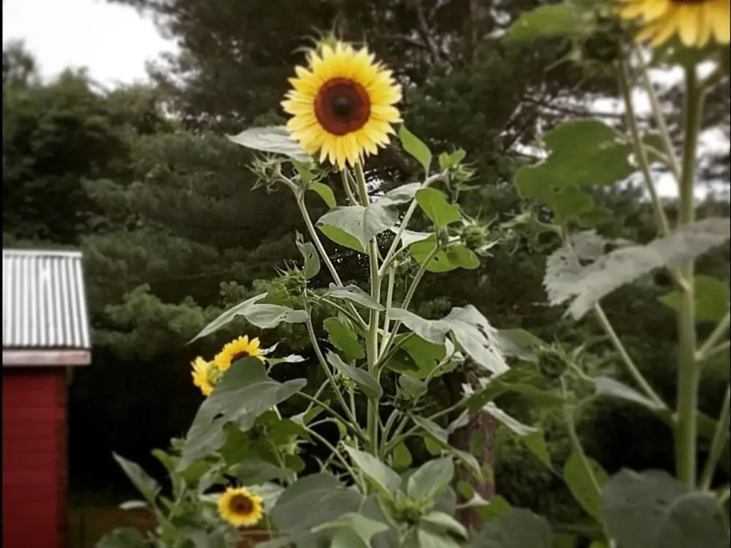 Tentrr - Black Rabbit Farm