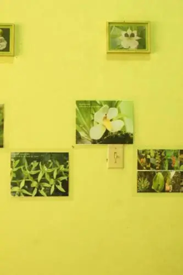 Hostal Orquidea