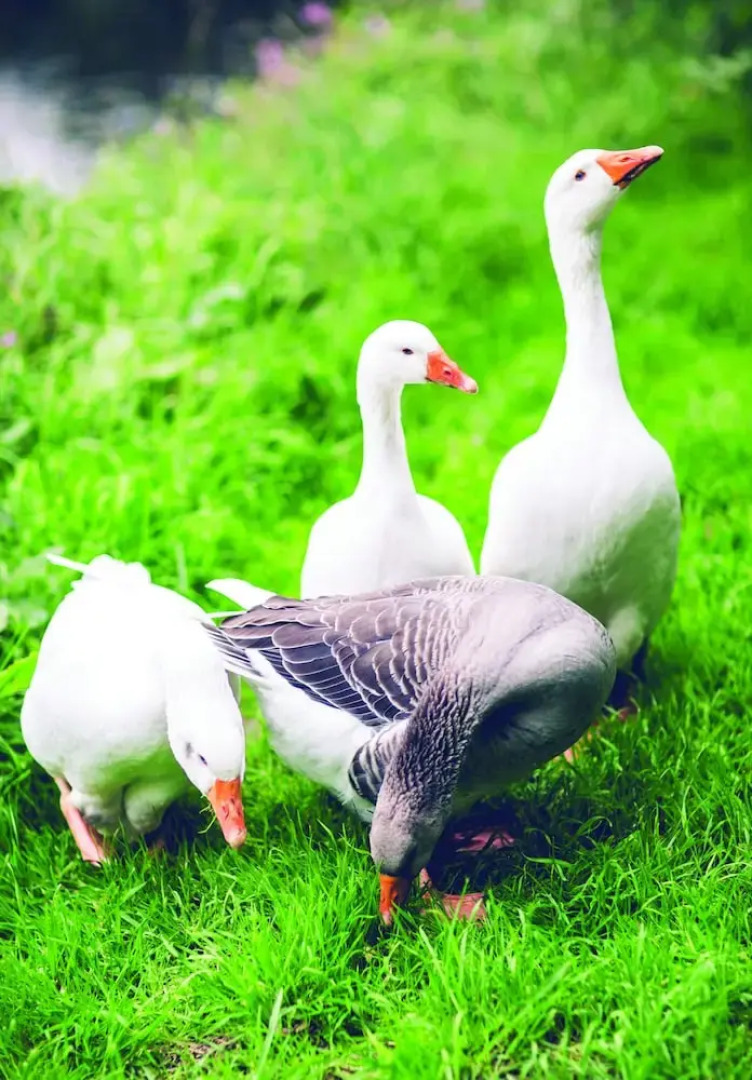 Weycroft Mill House Bed and Breakfast