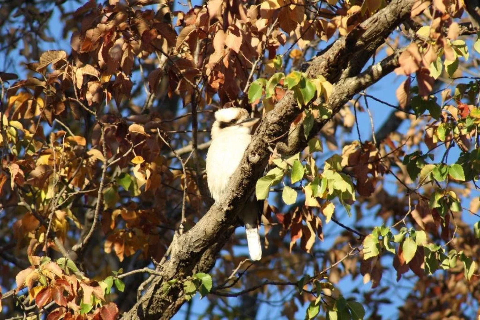 Tenterfield Motor Inn