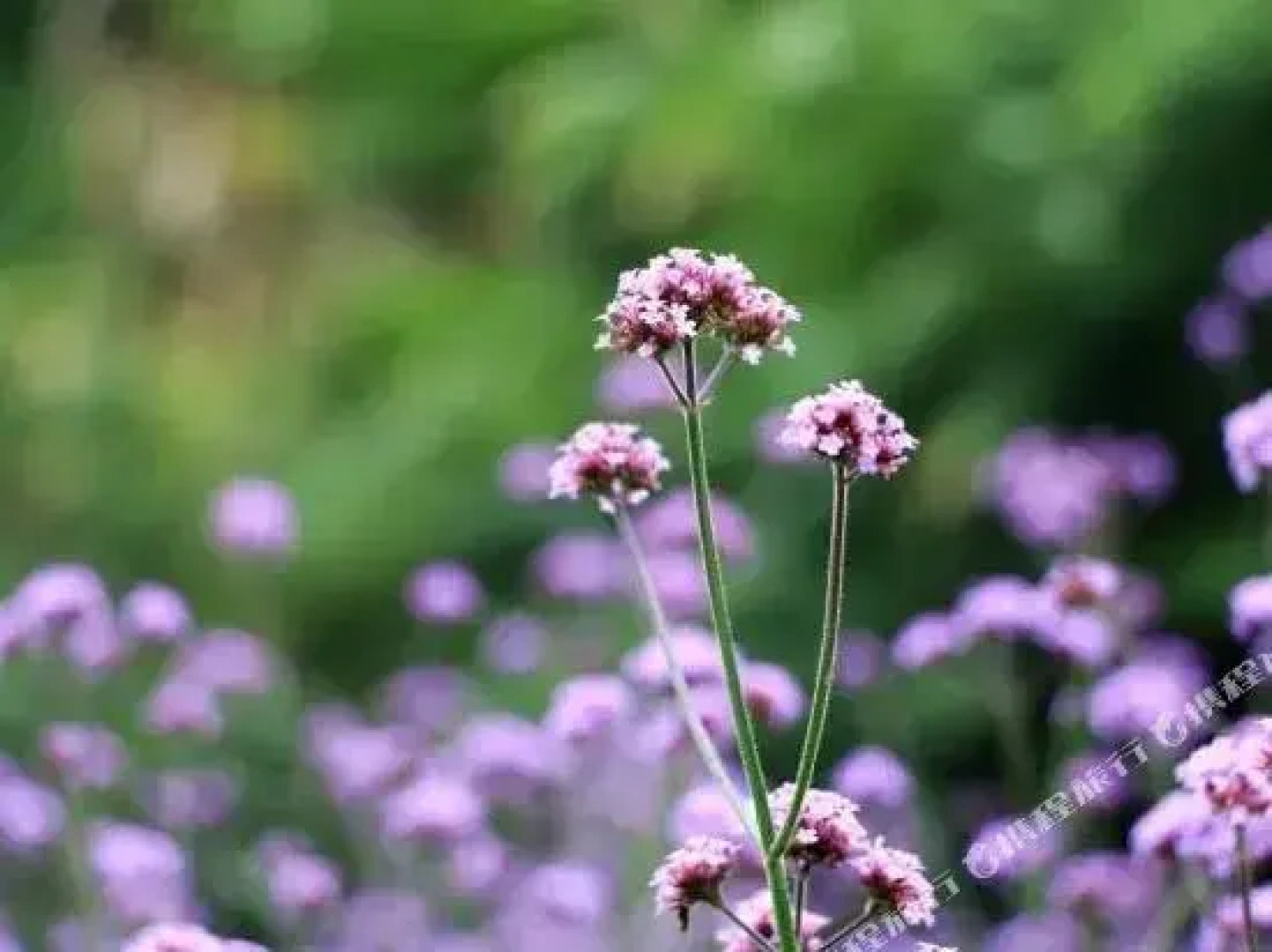 Zizai Pingjiang Wild Luxury Resort