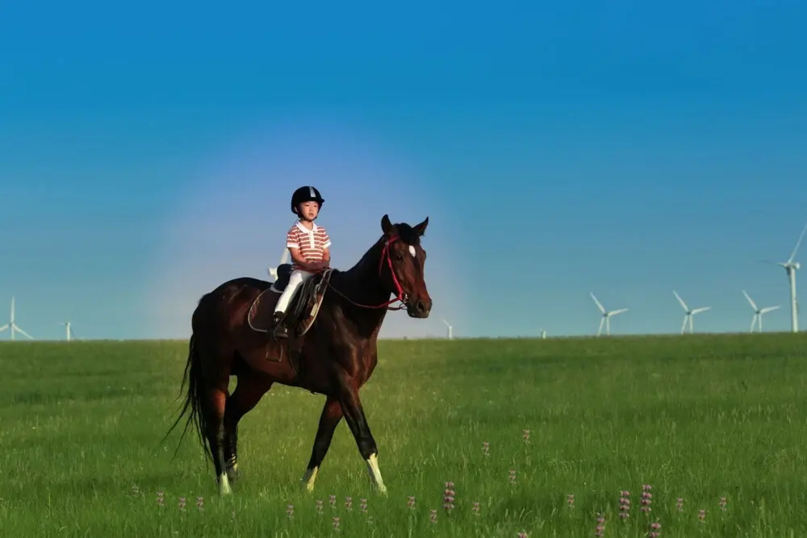 Xilingol Auspicious Horses