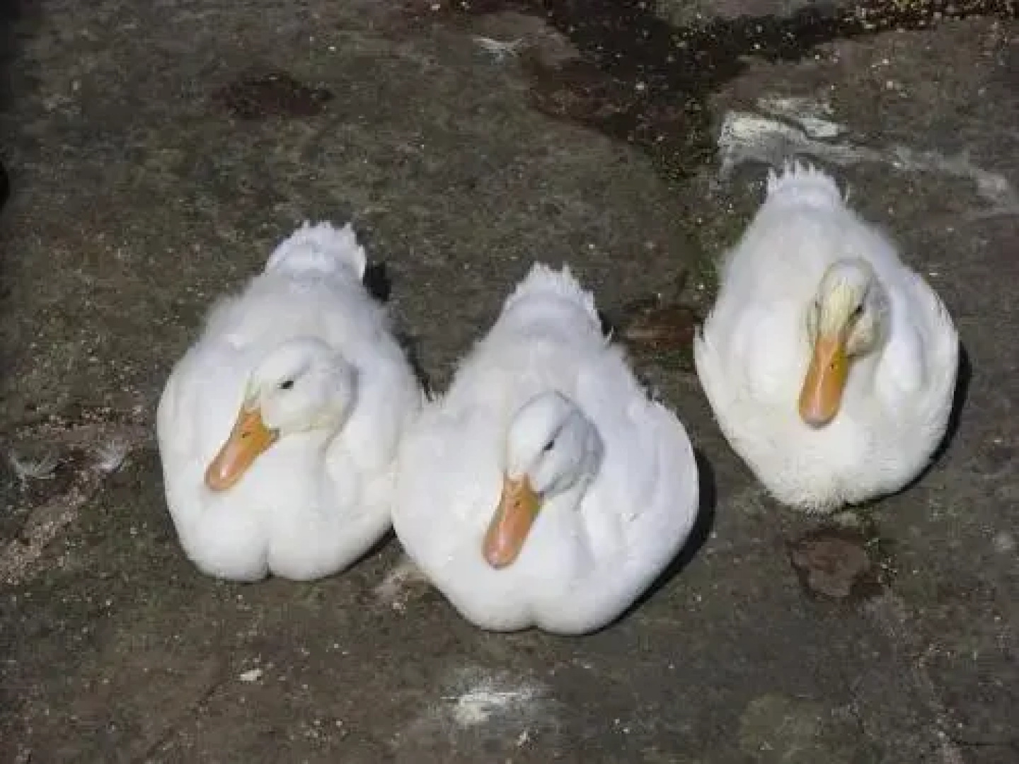 Tithe Barn Bed and Breakfast