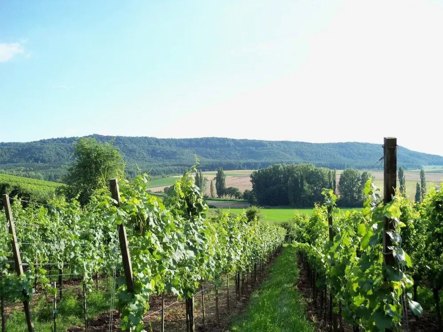 Landhotel & Weingasthof Schwarzer Adler