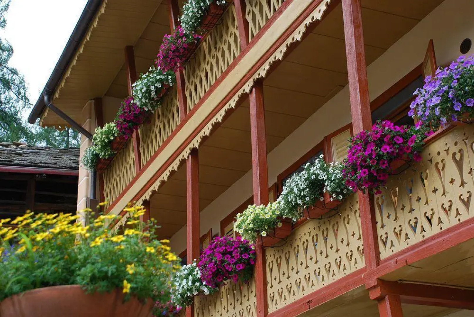 Casalpina Regina Margherita