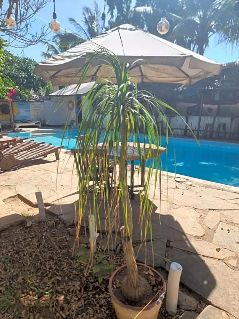 Tulia House - Hostel