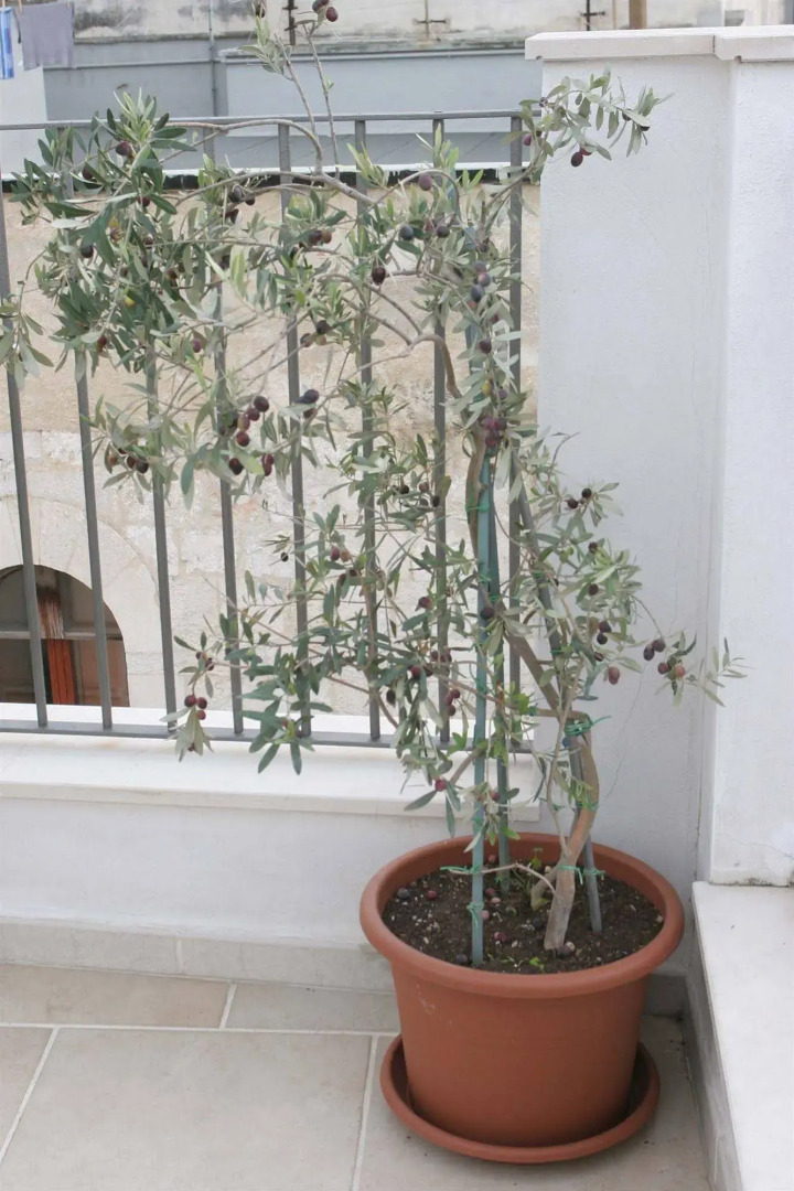 Saint Nicholas Plaza