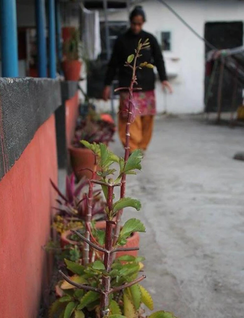 President Hotel Lumbini