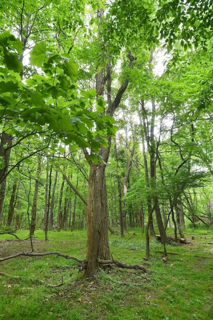Woods Song - Natures Promise