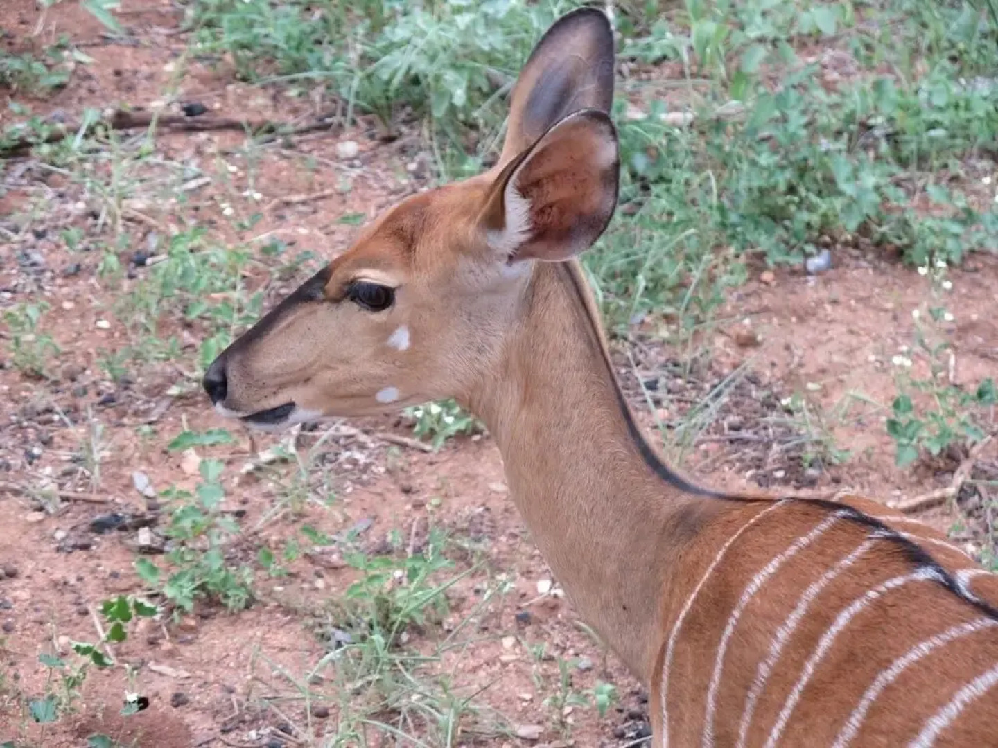 Vaal River YOLO Spaces – Vaal River Bush Lodge