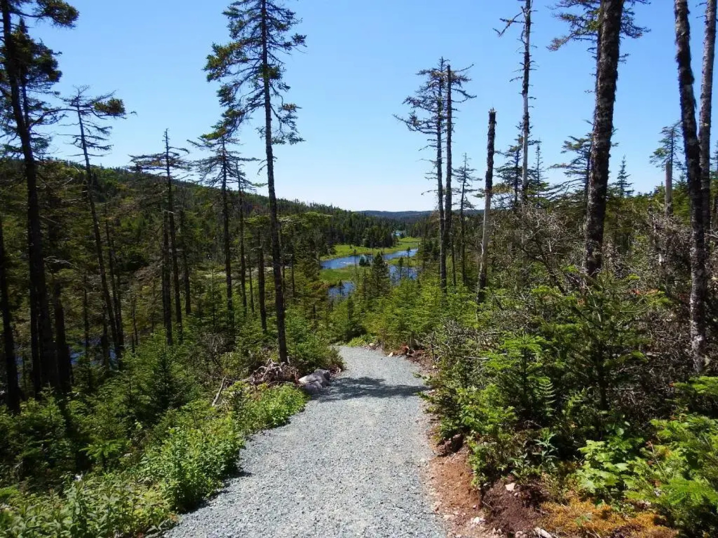 The Wilds at Salmonier River