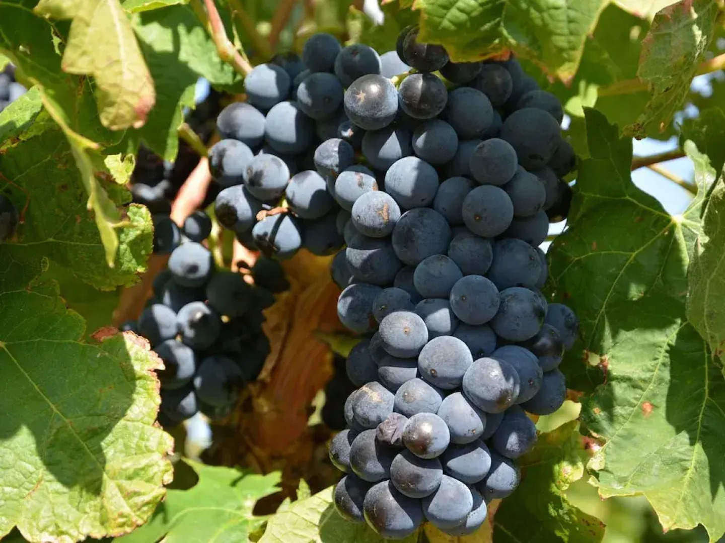 Serene Villa in Caunes-minervois With Private Pool